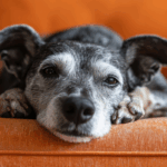 Senior Dog Arthritis: 6 Non-Invasive Pain Relief Solutions for Veterinarians 