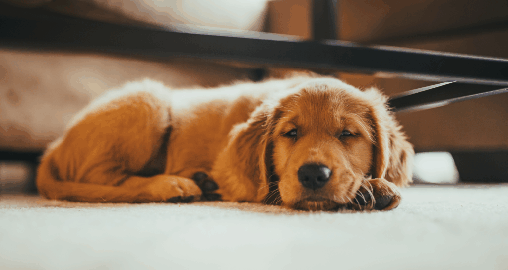 dog in pain laying down