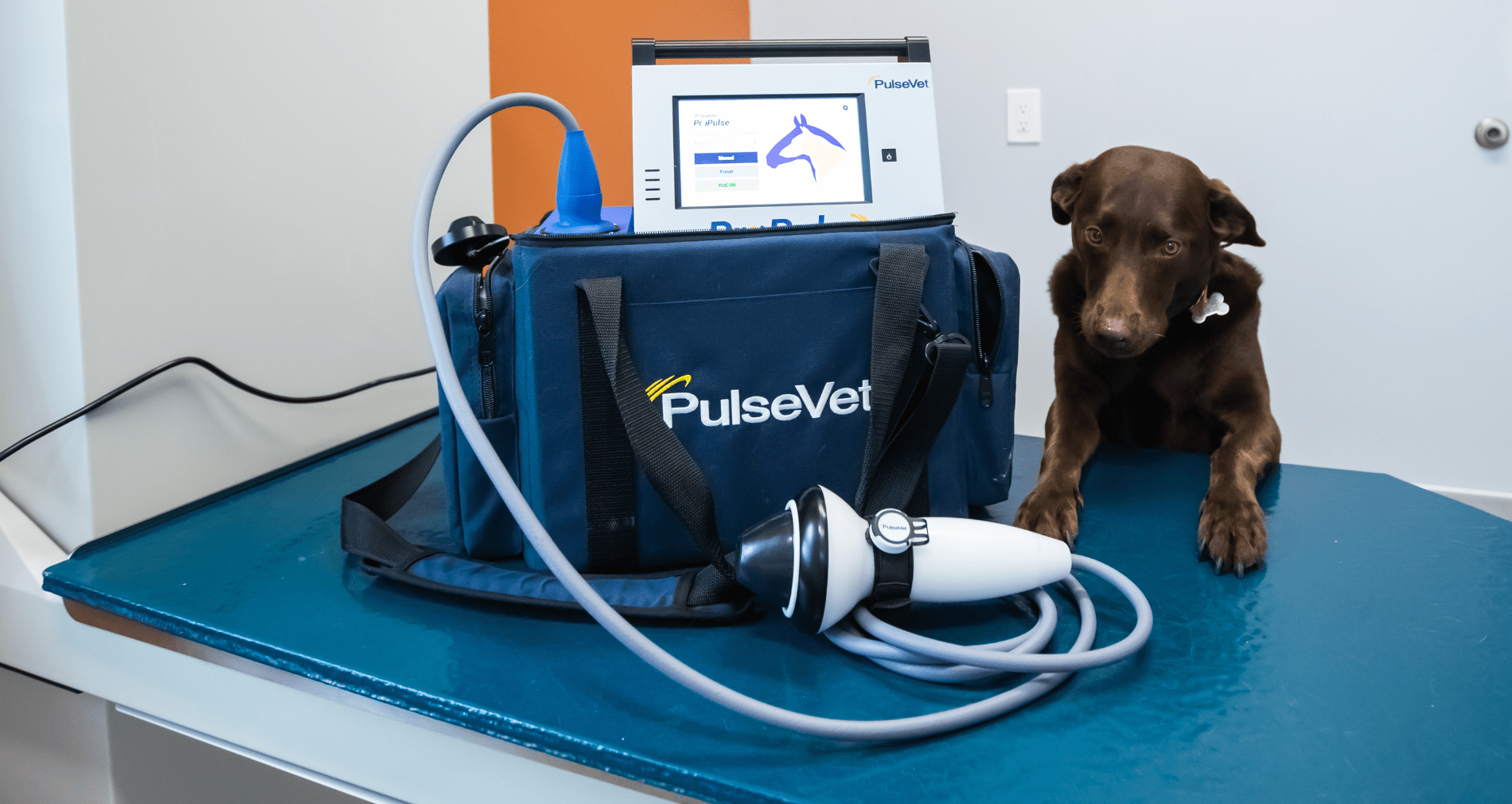 Curious dog and Pulsevet machine